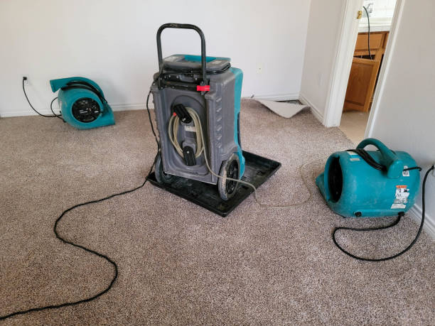 Best Local water damage restoration  in Brooklet, GA